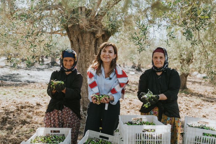 Kaz Dağları’nda Zeytin Hasadı Gastronomi Deneyimine Dönüştü